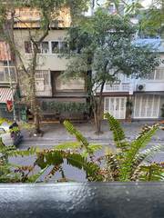 A leafy view across the street from a balcony