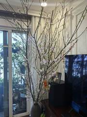 Peach blossoms in a vase at home